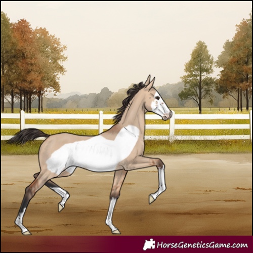Horse Color:Bay Dun Frame Rabicano 