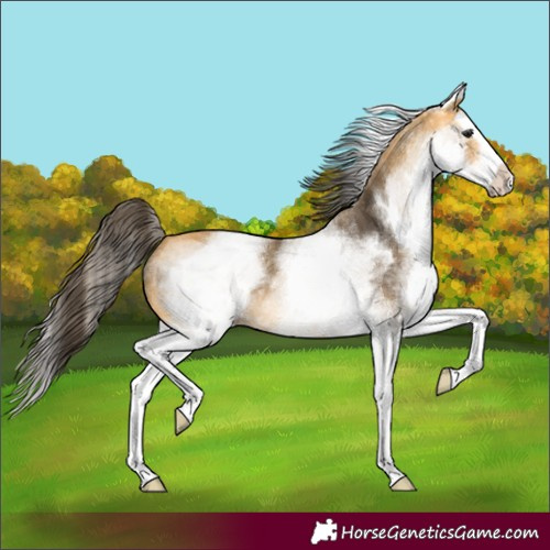 Horse Color:White Spotted Buckskin Splash 
