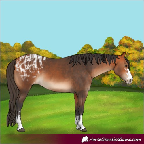 Horse Color:Bay and Bay Blanket