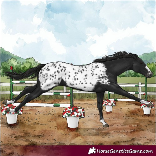 Horse Color:Gray Black Appaloosa 