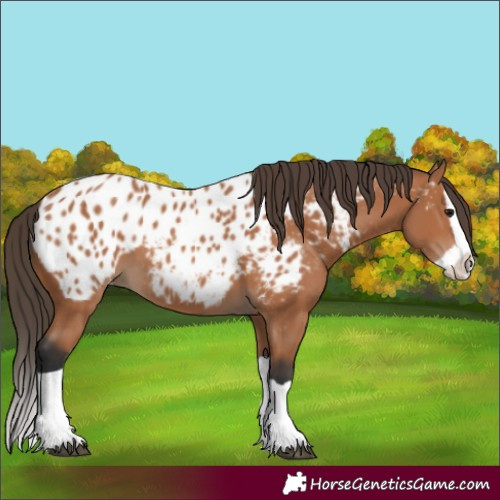 Horse Color:Bay Splash Appaloosa