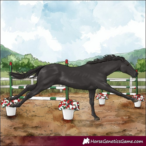 Horse Color:Smoky Black 