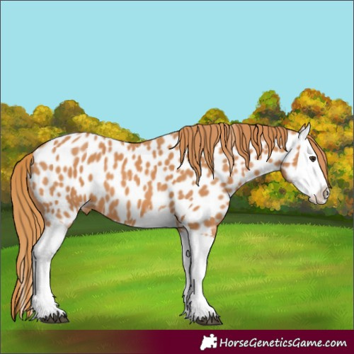 Horse Color:Chestnut Splash Near Leopard 