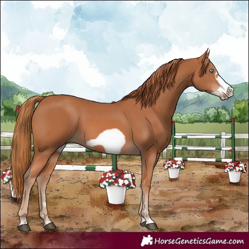 Horse Color:Chestnut Frame