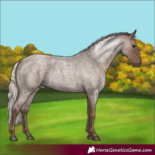 Horse Color:Silver Blue Roan 