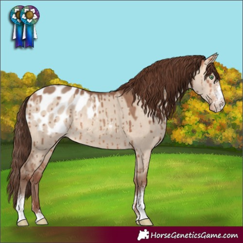 Horse Color:Amber Champagne Dun Sabino Appaloosa Rabicano Brindle