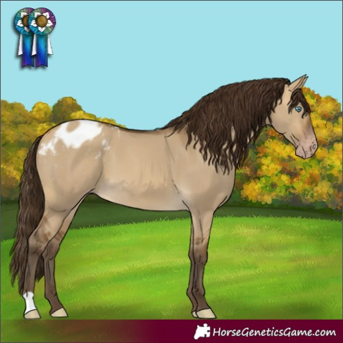 Horse Color:Gray Sable Cream Champagne Dun Appaloosa 