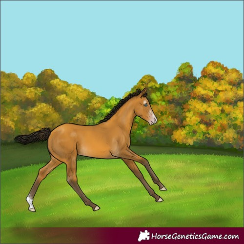 Horse Color:Gray Amber Cream Champagne Sabino