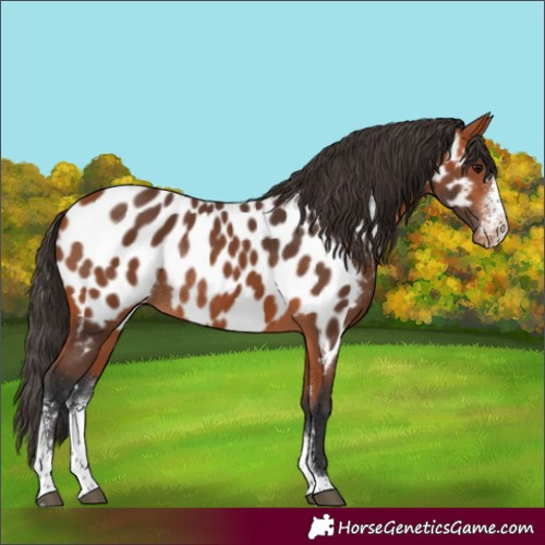 Horse Color:Bay Sabino Appaloosa Rabicano