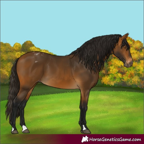 Horse Color:Gray Buckskin Appaloosa 