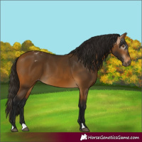 Horse Color:Gray Buckskin Varnish 