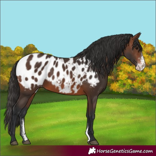 Horse Color:Brown Sabino Appaloosa Rabicano 