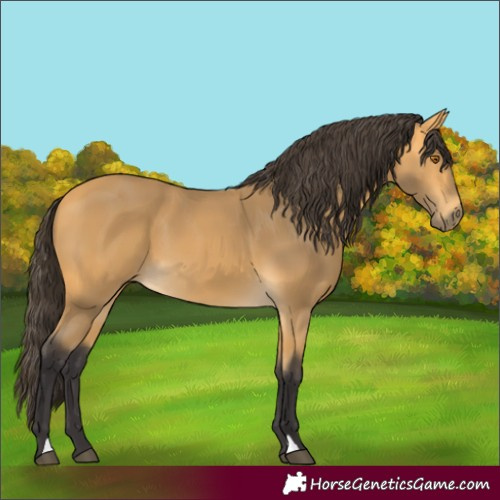 Horse Color:Buckskin 