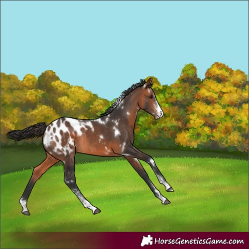 Horse Color:White Spotted Bay Sabino Appaloosa Rabicano 