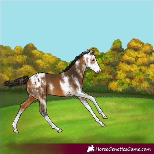 Horse Color:Gray Buckskin Sabino Appaloosa