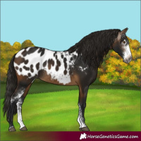 Horse Color:Gray Buckskin Sabino Blanket Rabicano 