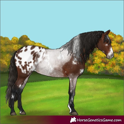 Horse Color:Gray White Spotted Bay Sabino Appaloosa 