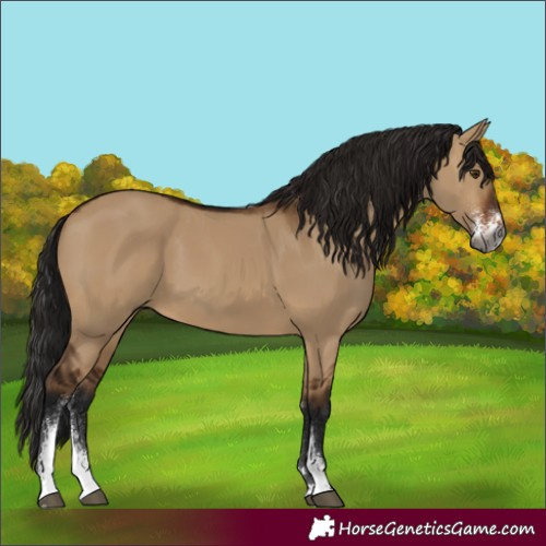 Horse Color:Gray Bay Dun Sabino 