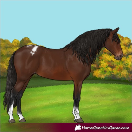 Horse Color:Gray Bay Sabino Tobiano Appaloosa Rabicano 