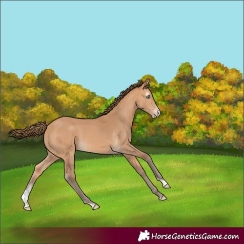Horse Color:Gray Perlino Sabino 