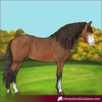 Horse Color:Bay Sabino Varnish 