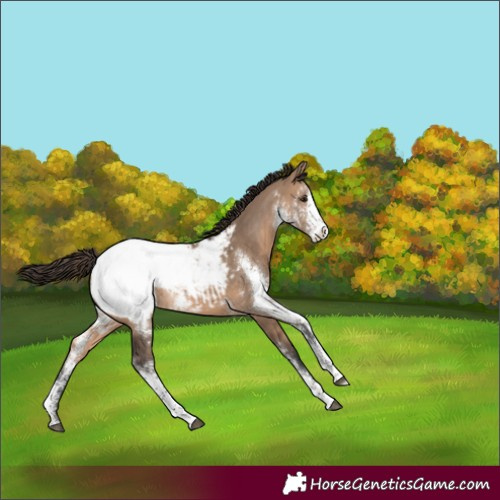 Horse Color:Brown Dun Sabino Appaloosa Rabicano