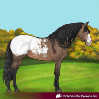 Horse Color:Brown Dun Sabino Snowcap Rabicano 