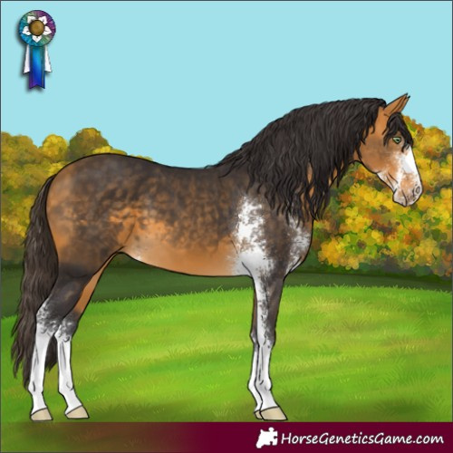 Horse Color:Buckskin Sabino