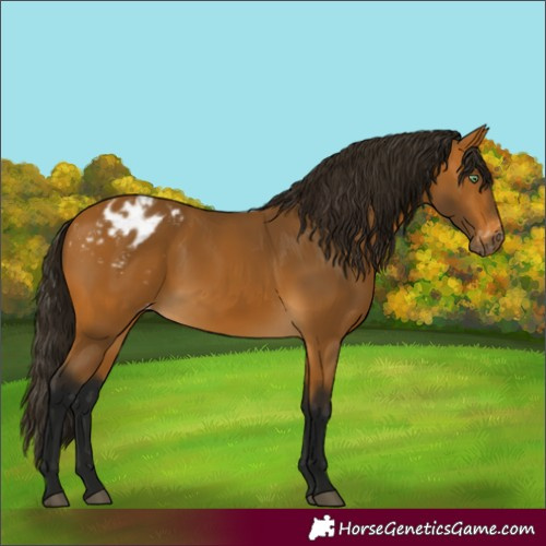 Horse Color:Gray Buckskin Appaloosa 