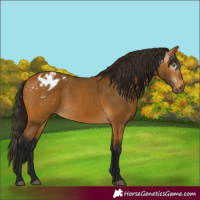 Horse Color:Gray Buckskin Varnish 