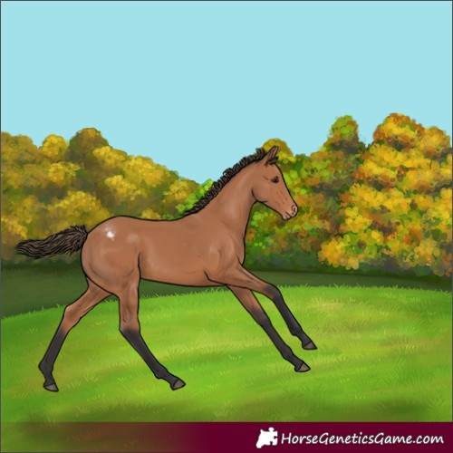 Horse Color:Bay Appaloosa Rabicano
