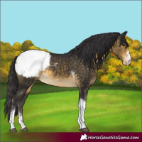Horse Color:Buckskin Sabino Tobiano Varnish Rabicano 