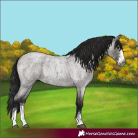 Horse Color:Gray Grullo Roan Sabino Varnish Rabicano 