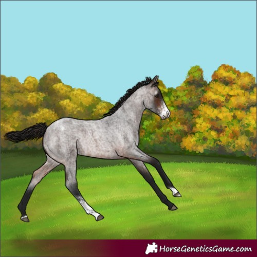 Horse Color:Gray Bay Roan Sabino Appaloosa Rabicano 