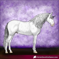 Horse Color:Brown Sabino Blanket Rabicano 