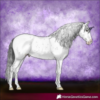 Horse Color:Brown Sabino Blanket Rabicano 