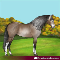 Horse Color:Gray Bay Dun Sabino Tobiano Rabicano
