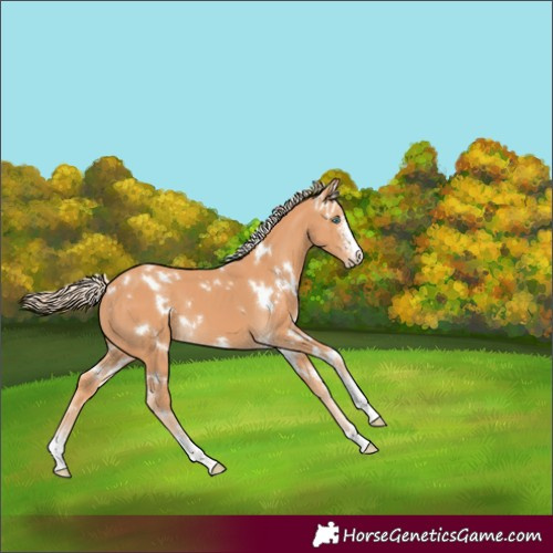 Horse Color:Gray White Spotted Cremello Sabino 