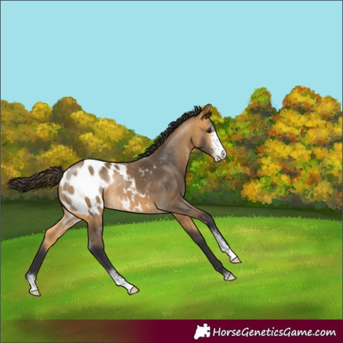 Horse Color:Buckskin Sabino Appaloosa Rabicano 