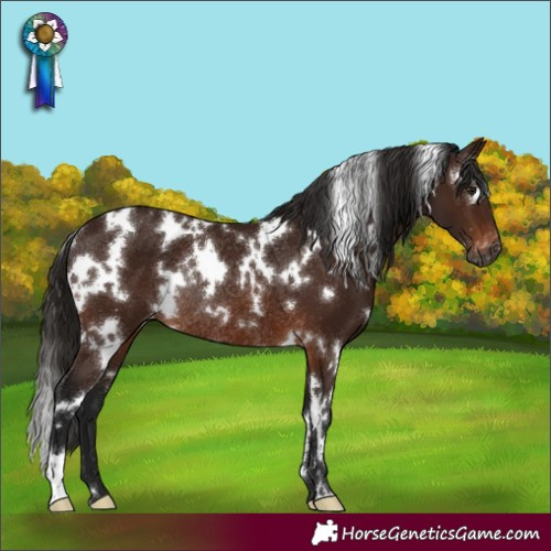 Horse Color:Gray White Spotted Bay Appaloosa Rabicano 