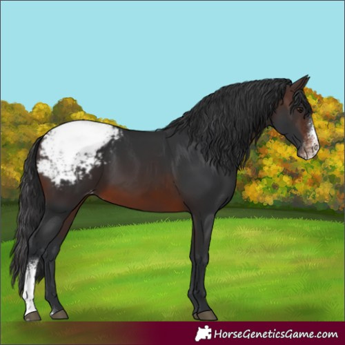 Horse Color:Brown Sabino Appaloosa Rabicano 
