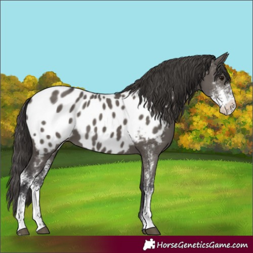 Horse Color:Smoky Grullo Sabino Appaloosa 