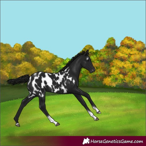 Horse Color:Gray Smoky Black Tobiano Appaloosa 