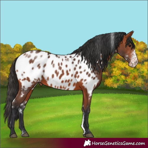 Horse Color:White Spotted Bay Sabino Appaloosa Rabicano