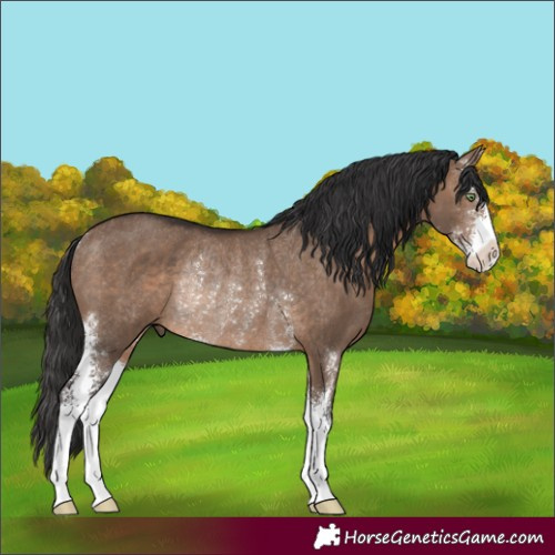 Horse Color:Brown Dun Sabino Rabicano