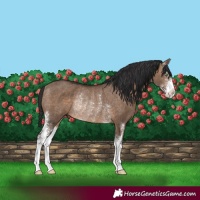 Horse Color:Brown Dun Sabino Rabicano 