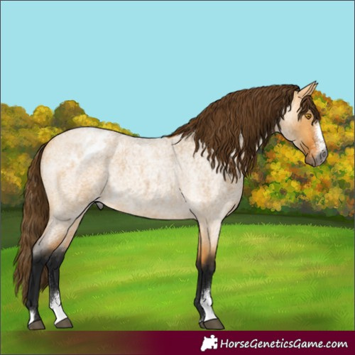 Horse Color:Gray Buckskin Roan Dun Sabino Appaloosa 