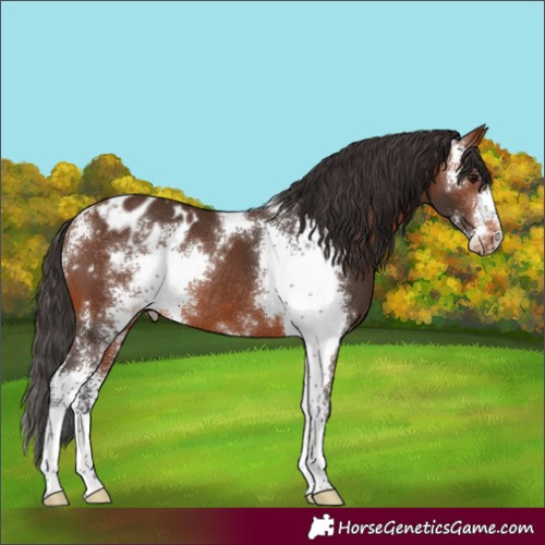 Horse Color:Bay Sabino Appaloosa Rabicano