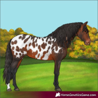 Horse Color:Brown Blanket 