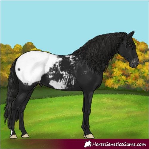 Horse Color:Gray Black Appaloosa 